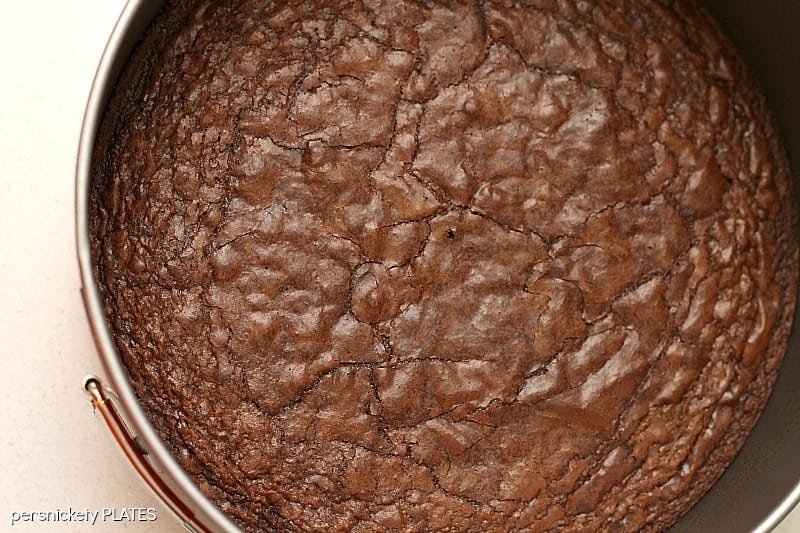 brownie layer of brownie bottom cheesecake in springform pan Brownie Bottom Peanut Butter Cheesecake has a layer of chewy brownie topped with a creamy peanut butter cheesecake and drizzled with rich chocolate. | www.persnicketyplates.com #cheesecake #peanutbutter #brownie #dessert